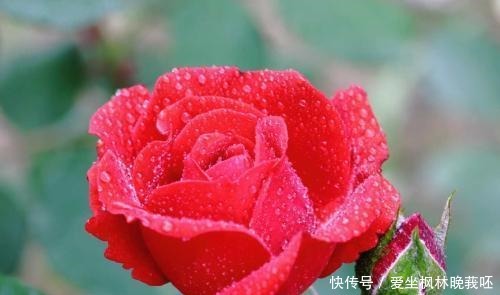 多情明月洒东墙,拥蟾光,理红妆