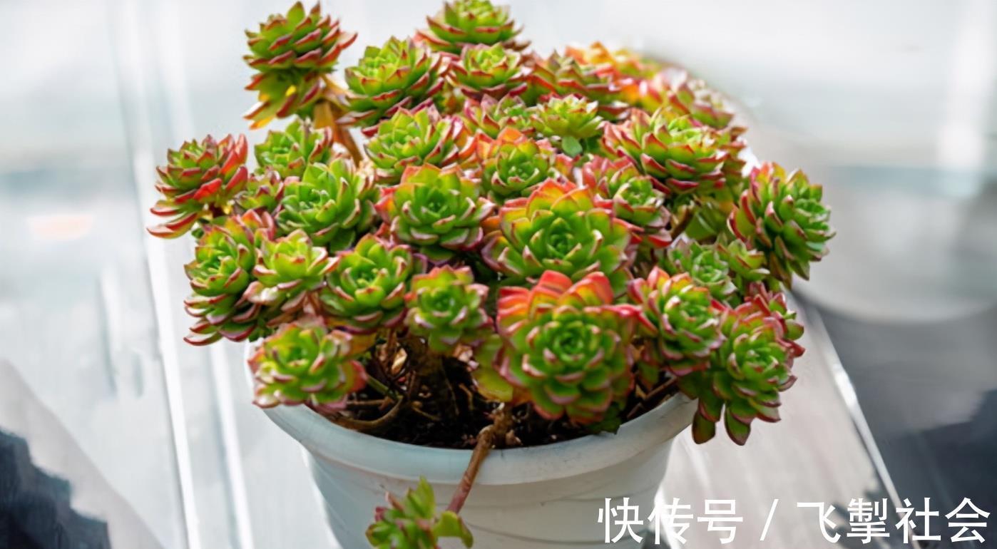 高手|这1点没做好,多肉颜值会下降!看看高手怎么处理枯叶