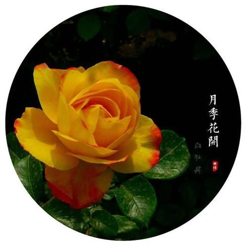 万物生长|花花世界，把五月的快乐托付给月季