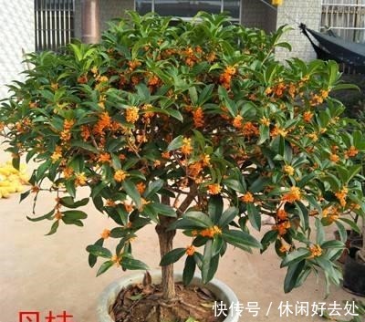 有钱人不养花,只养这“3种”树,难怪越来越“富”,身体还健康!