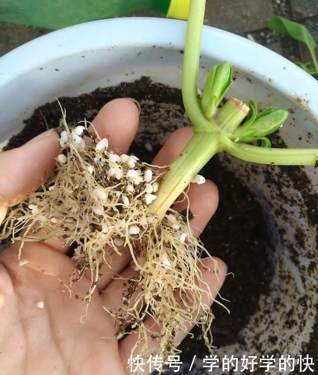 悄悄告诉你，此5种花，掐个叶就生根，懒人都能养开花！