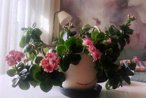 养花换盆期间有很多“讲究”，弄清楚，换完植物猛窜个长花叶