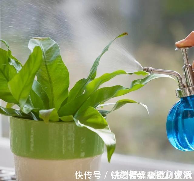 凉开水|用自来水、雨水、桶装水和凉开水养花的差别，哪种水养花最好呢