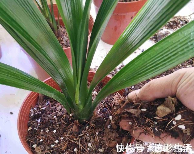 根系|养君子兰,死记硬背5个要点,啥问题也没有,叶子油绿过年满花箭