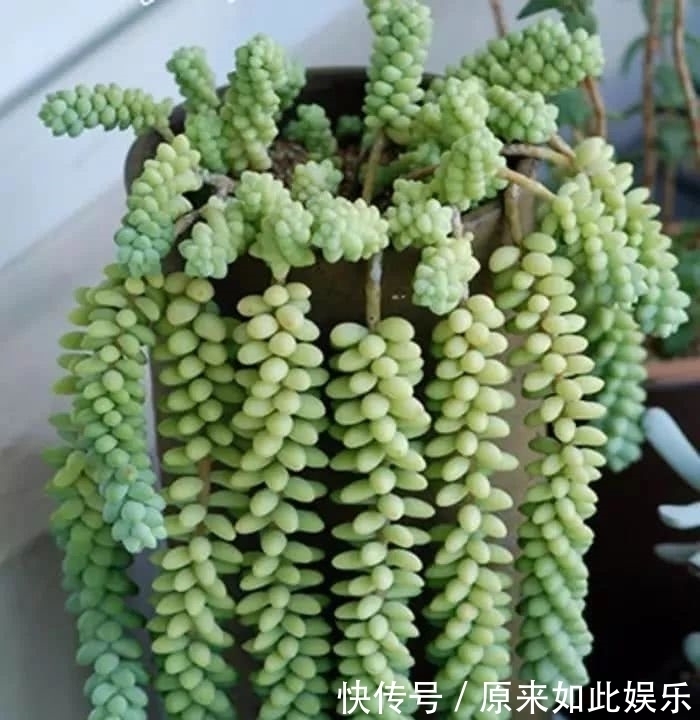 长得比吊兰好看,肉呼呼的还好养,晒晒太阳就爆盆,不要太好看咯