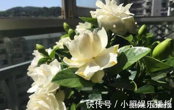 米兰花|这6种花儿爱吃酸，每月1勺“酸水”，花苞满盆看不见叶