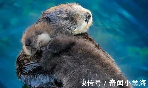 24个冷知识:生物老师看完直呼不可思议,但却真实存在的有趣知识。