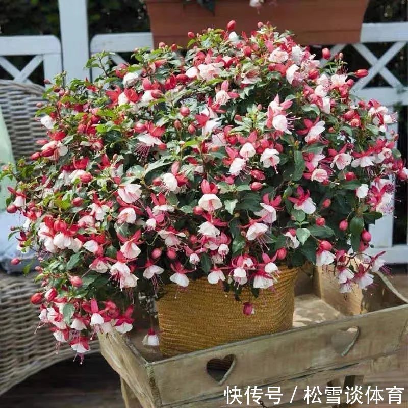 光照|五种公认不好养的花,养一盆死一盆,新手要慎养,小心白花钱!