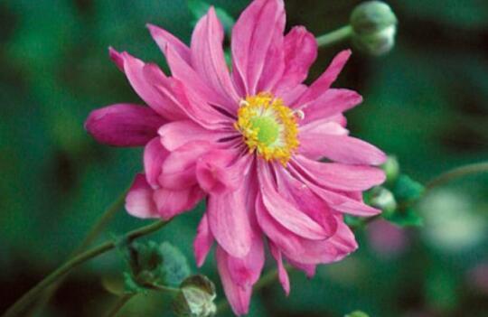 家养几款花卉,花大色艳胜玫瑰,花朵烂漫迷人,颜值超高的