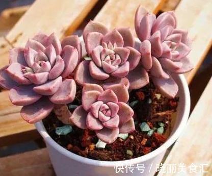 4种多肉便宜又好养,出状态非常漂亮,适合新手小白