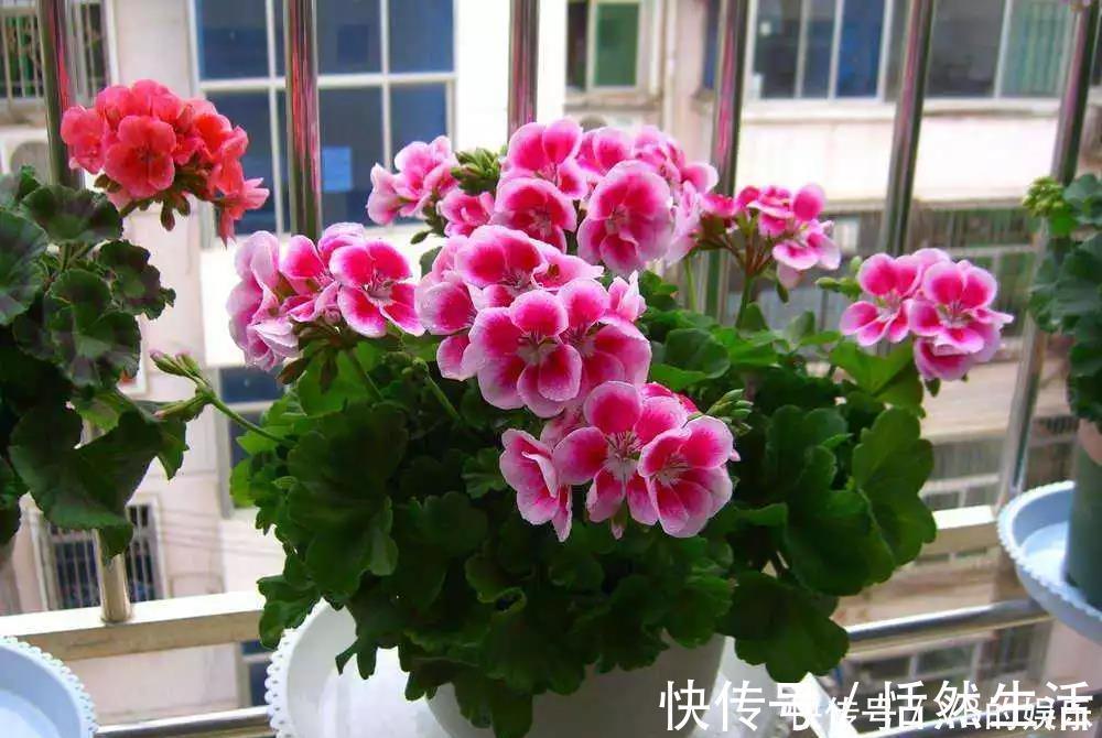 几种很耐寒的花，在冬天依旧开花美艳