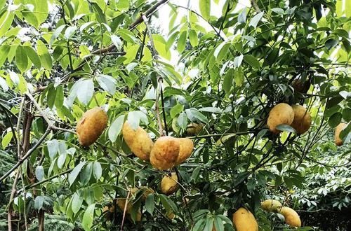  一天可摘上百斤，儿时当零食，如今15元一斤，现在吃正好别错过