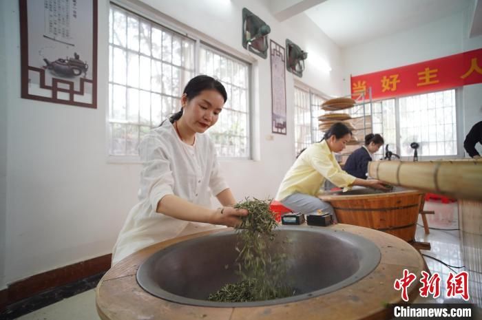 广西华侨农场早春茶开采 民众体验炒茶乐趣