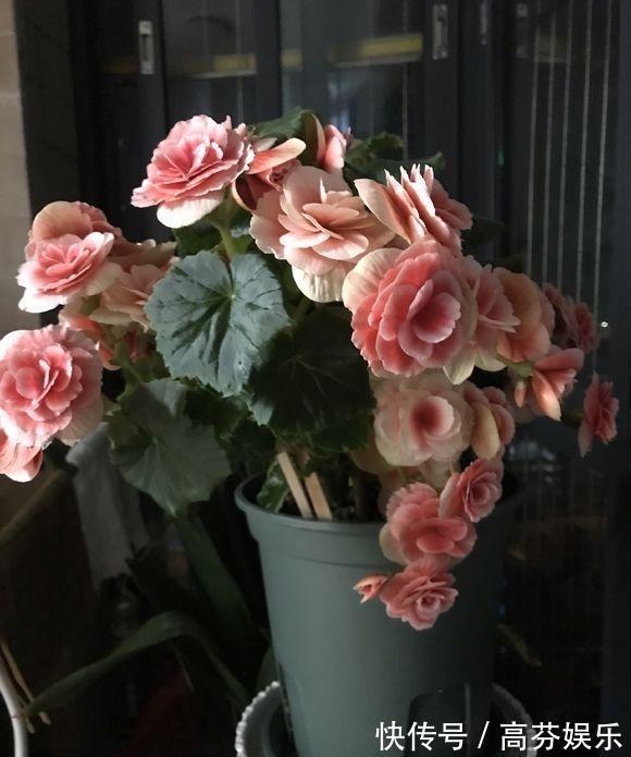 养护|养丽格海棠,做好这“4点”,叶子翠绿长势旺,花大色艳花量足!