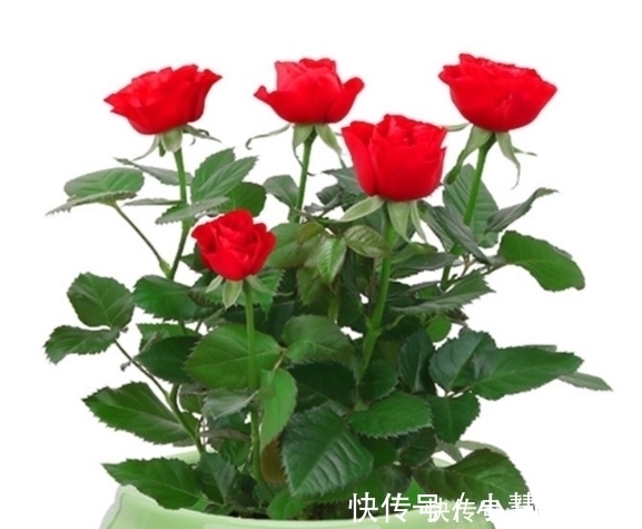 错季|不管是网购还是花市买花,4类花卉再好看也别买,买了也养不活