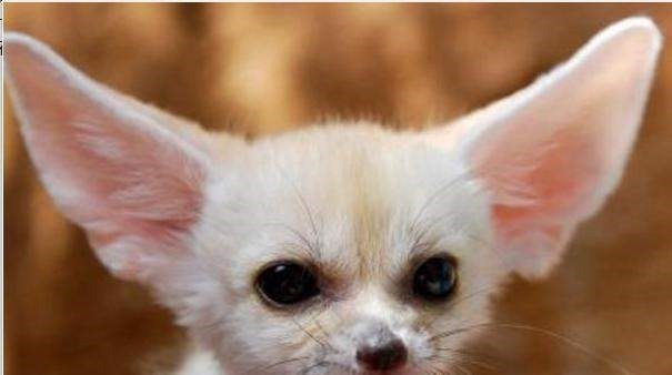 原型|《山海经》中的异兽到底是不是虚构的为何现代社会有相似的原型