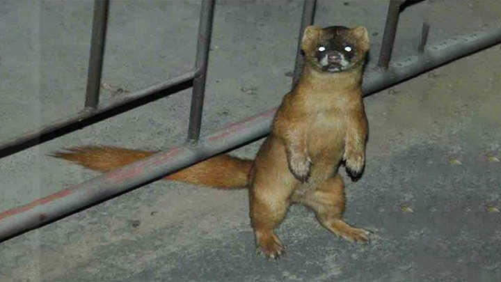 动物$黄鼠狼会给鸡“拜年”,月圆之夜还会拜月,真这么神奇?想多了