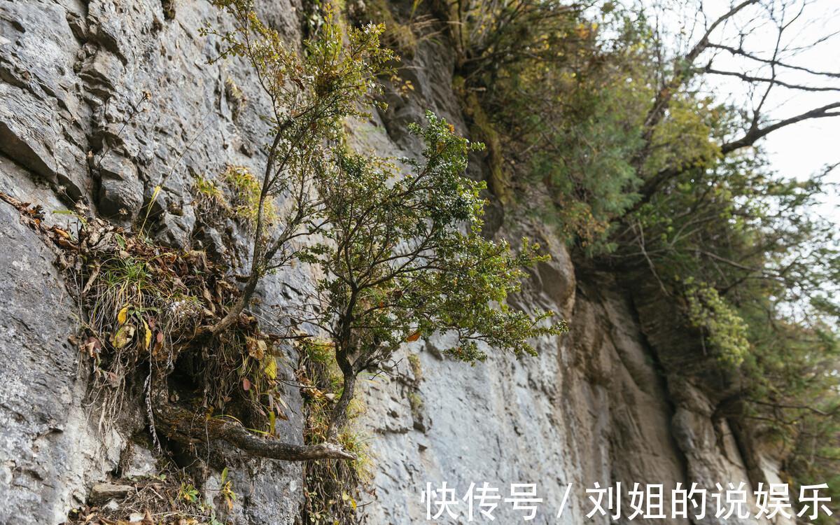 浇水量|100年的黄杨盆景是怎么养出来的，我总结了下面这些老师傅经验