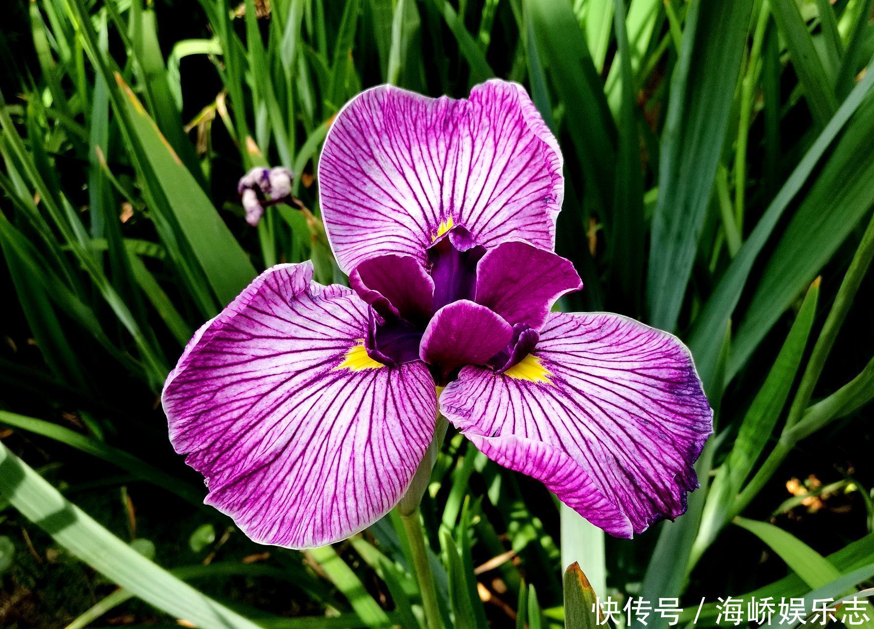 此花被法国人视为国花,花枝招展,非常迷人,象征着一颗优雅的心