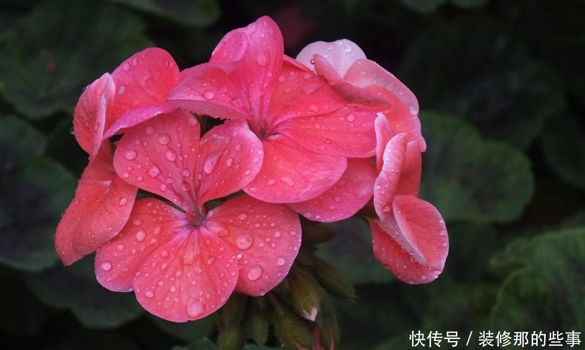 大花球|天竺葵扦插的几个“小妙招”,生根快,长得快,六十天开出大花球