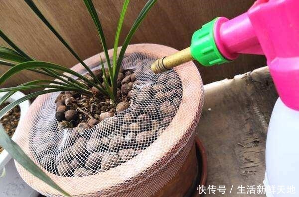 冬天养兰花，别做3件“傻事”，危害大，花难开！