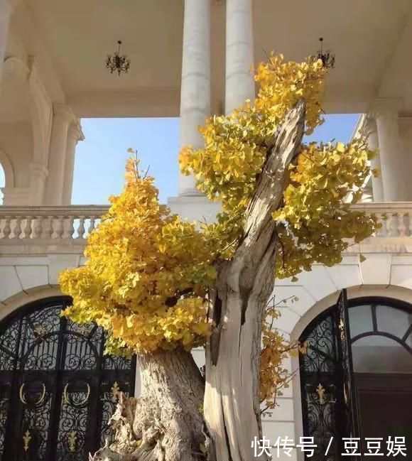 浇水|这4种“盆景树”,不仅观赏性高,寿命还特别长,越养越值钱