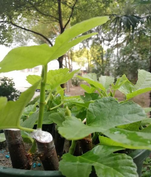  满满|旧水缸别扔，种下1棵无花果，果实大又甜，长势喜人收获满满