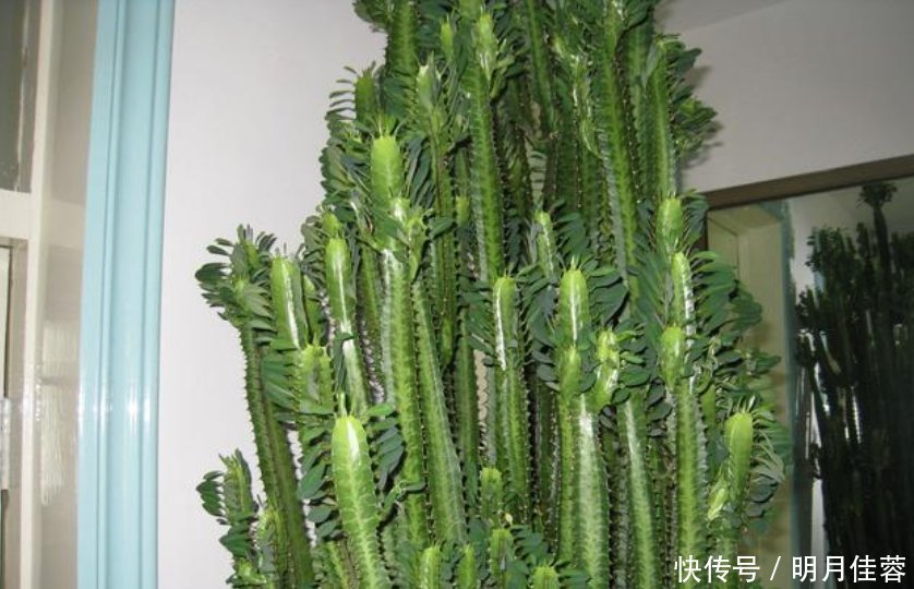 有钱人都养3种花,镇宅又旺财,好养漂亮,养在客厅最合适