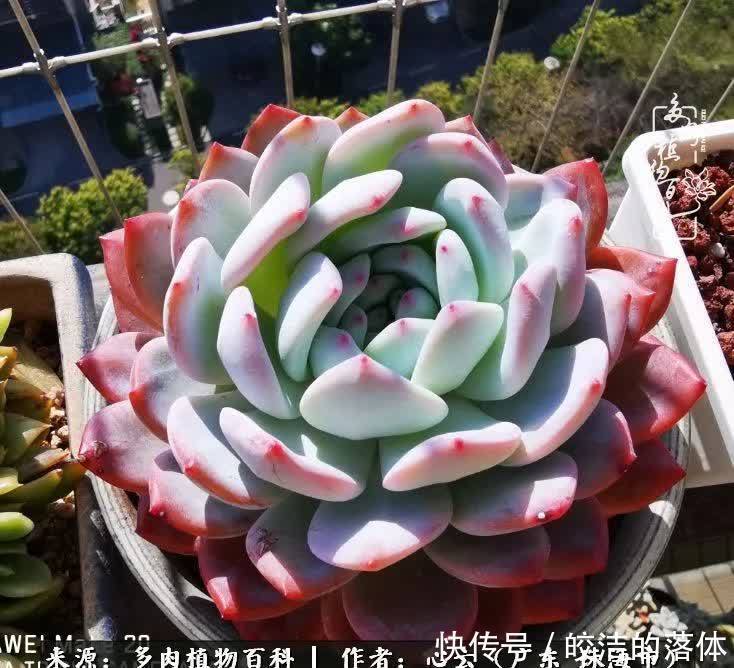 肉肉|与多肉的相遇,就是一场治愈之旅