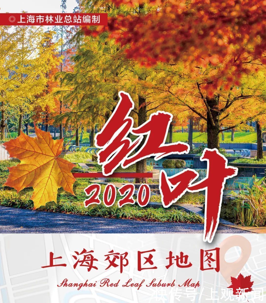 红叶|上海9个郊区最新红叶地图发布！一起来欣赏这幅五彩斑斓的画卷吧