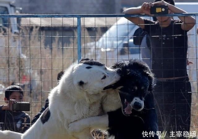 小孩子|血腥斗狗比赛再在吉尔吉斯斯坦进行,小孩子在一旁、拿手机拍照