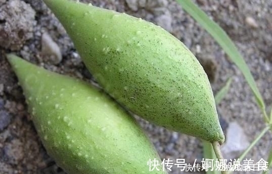 野果|4种即将“消失”的农村野果,全吃过越来越少,你吃过几种呢