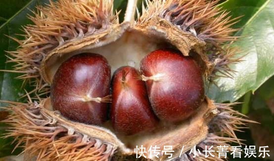 栗树|古语有云,“门前种三树,家兴富三世”,具体是指哪三种树呢?