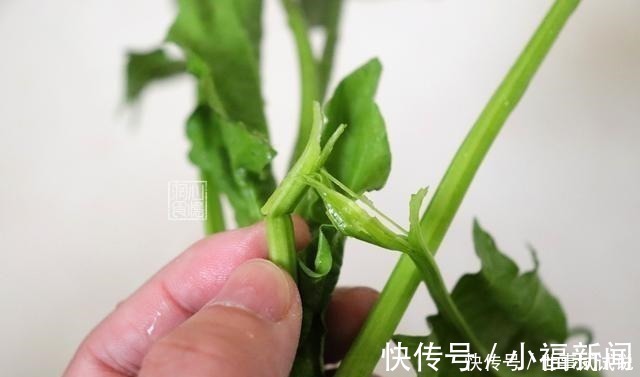 茎部|买菠菜时，遇见这4种菠菜扭头就走，菜贩子从来不吃，你买他偷笑