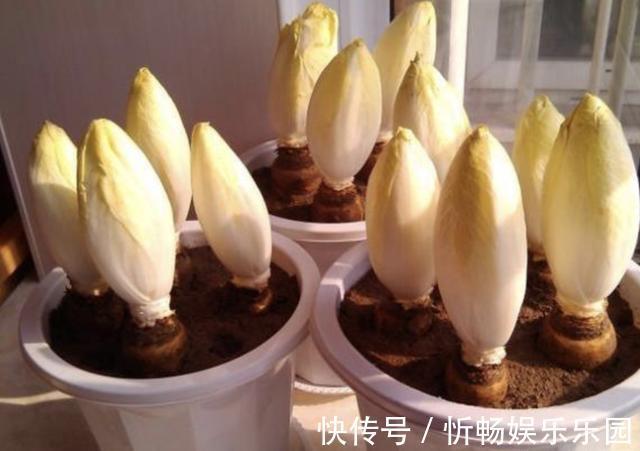 此种“废根”可以当盆栽,埋花盆里7天,长成“黄金菜”,1斤30元