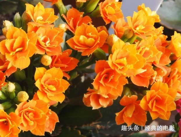 此花小巧玲珑株型紧凑,叶片翠绿花色丰富,是福寿吉庆的长寿之花