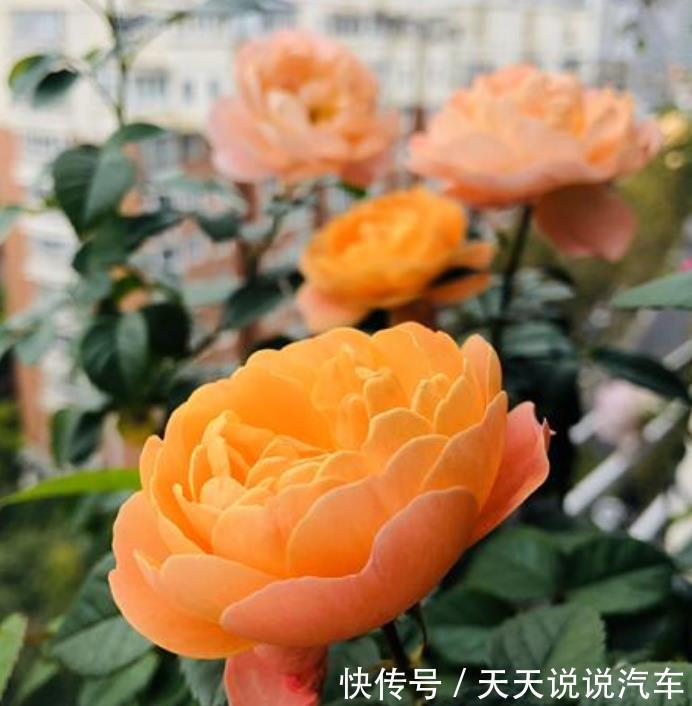 家养这些植物,阳台开出花海,花开媲美玫瑰,花朵姿态万千,美