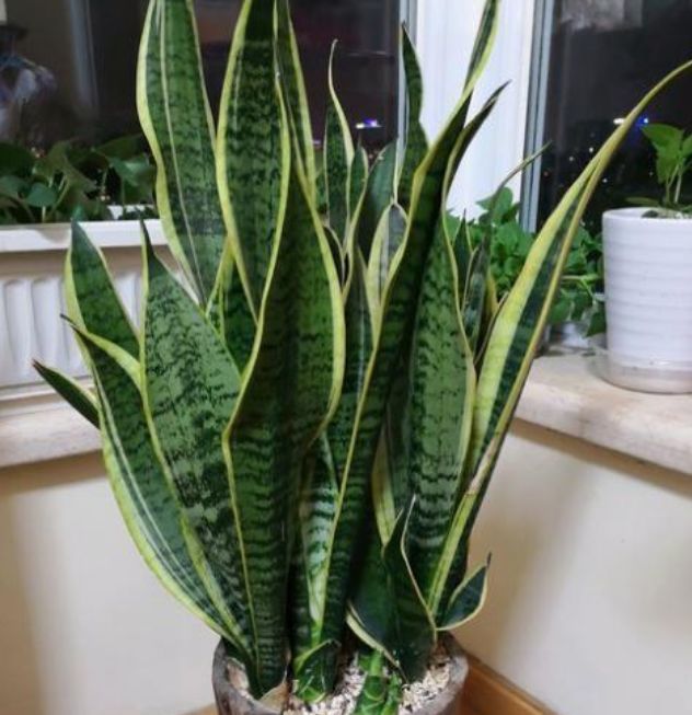 土豪都养3种花,镇宅又旺运,寓意吉祥人人爱,家里养真适合