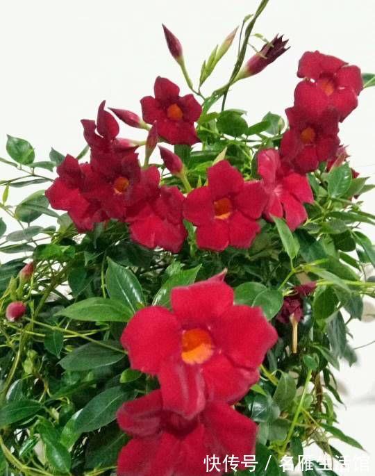 飘香藤|在夏季很好养的“一种花”,不惧高温,开出又美又大鲜艳亮丽的花