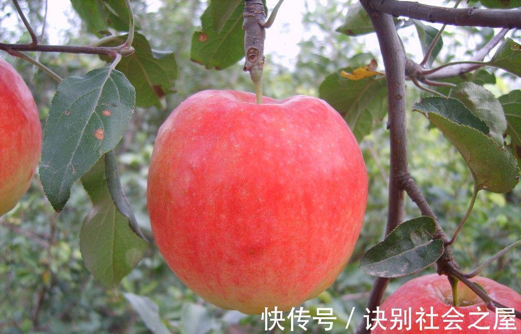 苹果|苹果和它一起吃，效果堪比黄芪！每天吃一点，肝脏只会越来越白净