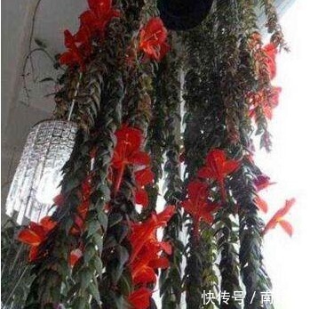 3种多肉“吊兰”,漂亮又好养,一年能开300多天,开成瀑布,特美