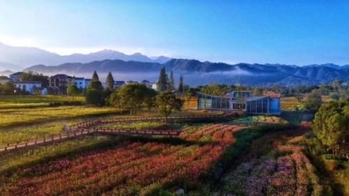 老年|超美超震撼！建德这片花海值得一看