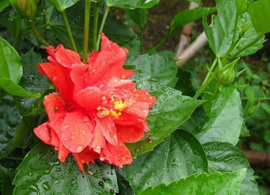 阳台上|养花试试此4种花,家里养一盆,漂亮干净,简单打理就爆盆