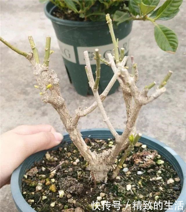 养茉莉花，春天有3件事赶快做，晚了小心不开花！
