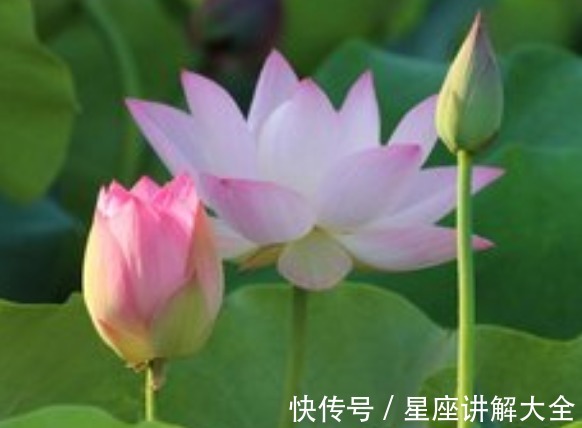 桃花|步入7月中旬，时来运转，4属相运势上涨，桃花如愿，日子红红火火