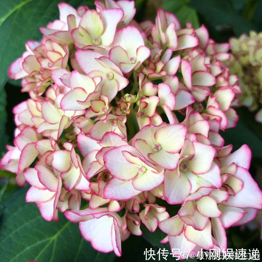 叶片|10种花特怕晒,越晒越黄叶,搬阴凉地儿才能活!