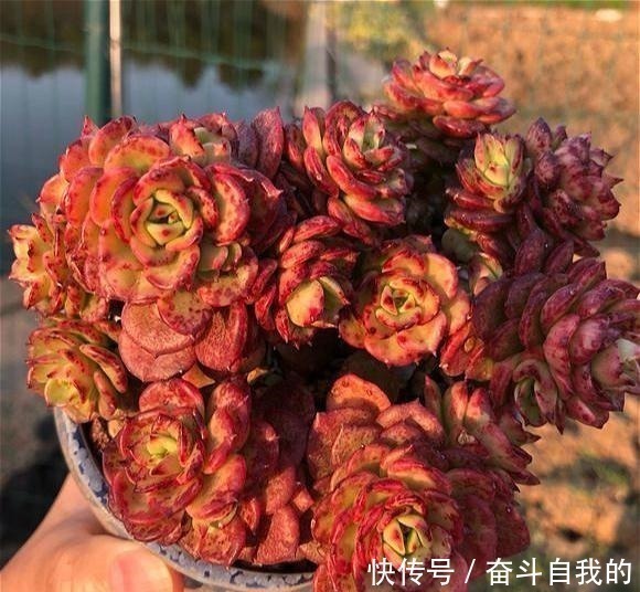 多肉|比“玫瑰”还漂亮,养成老桩就是一束手捧花,难怪有人养了几十盆!