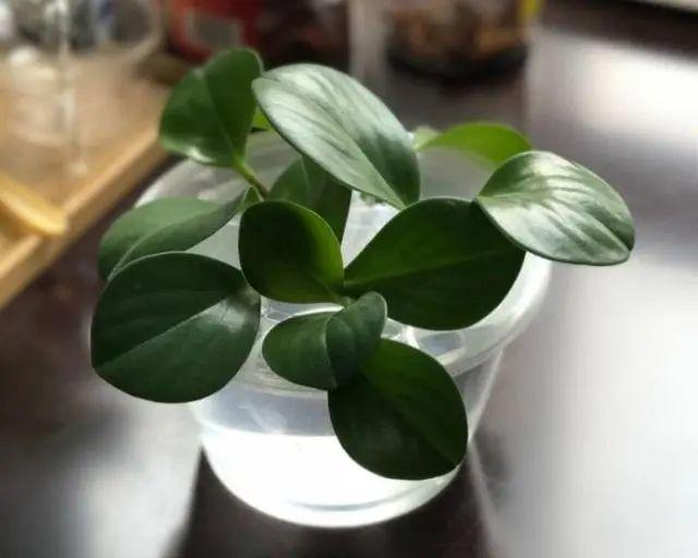 夏天这8种花不用买，叶子丢进花盆里，嗖嗖长白根