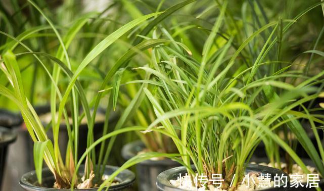 植料|喜欢养兰花，3件事抓紧做，再不做就有些晚了