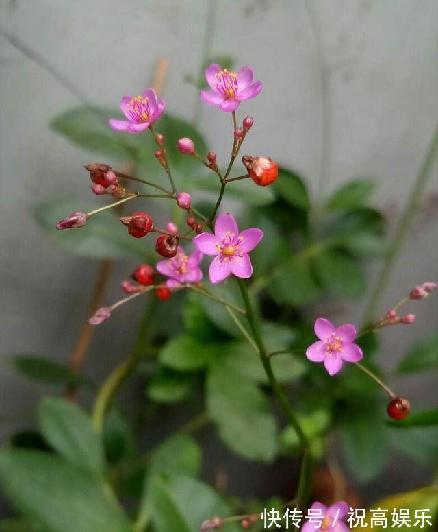 煮饭花|乡间土生土长的人参是一种高级补品,滋补强身,价值连城